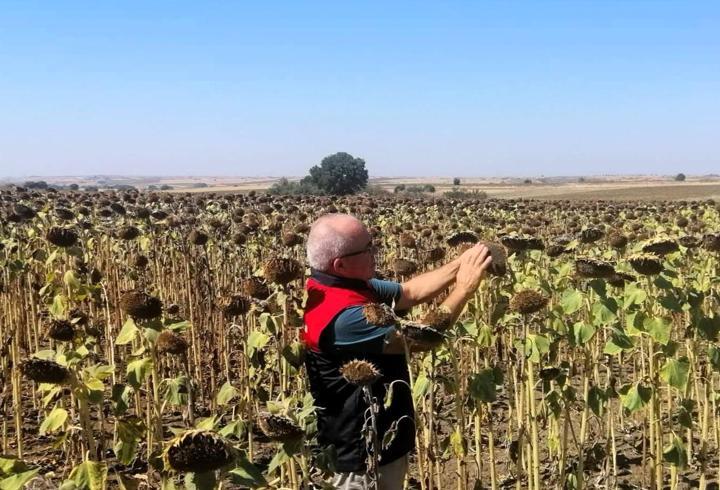 Kırklareli'nde yerli hibrit ayçiçeği ekimlerinde tarla kontrolleri yapıldı