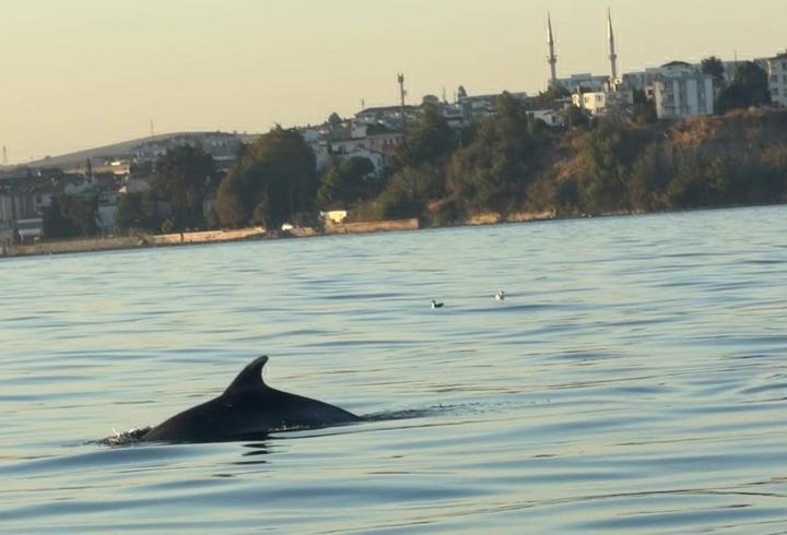 Tekirdağ açıklarında yunuslar tekneye eşlik etti