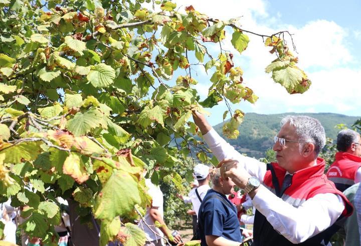 Samsun'da fındık hasadı başladı