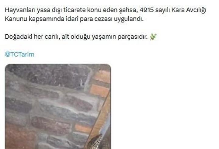 Manisa'da 61 yaban hayvanına el konuldu