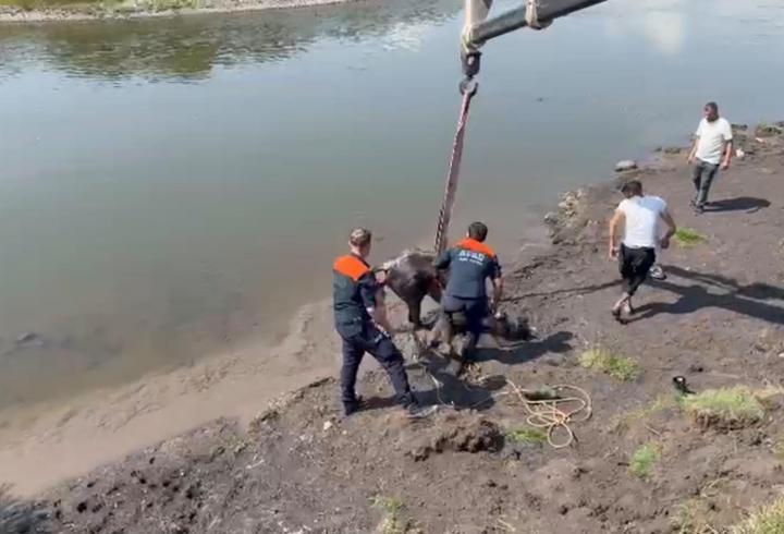 Nehirde balçığa saplanan at için ekipler seferber oldu