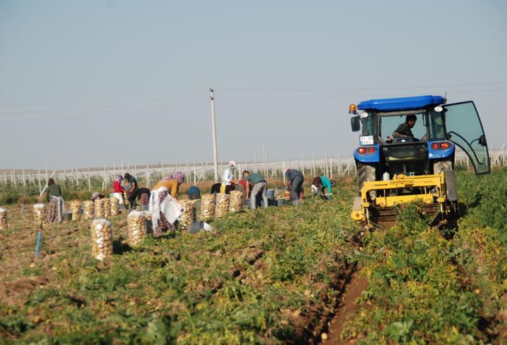 Niğde'de kilosu 25 liradan satılan patates, üreticinin yüzünü güldürdü