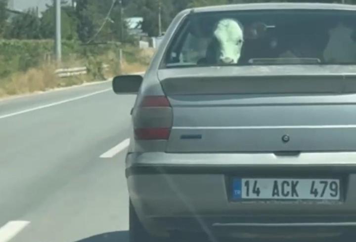 Buzağıyı otomobilin arka koltuğunda taşıdılar