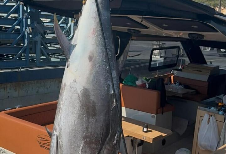 Oltayla 260 kilogram ağırlığında orkinos yakaladı