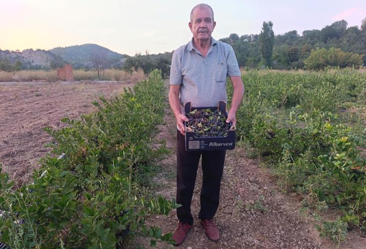 Nallıhan'da aronya hasadı yapıldı