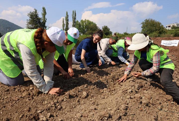 Toroslar’da kırmızı altın safran toprakla buluştu