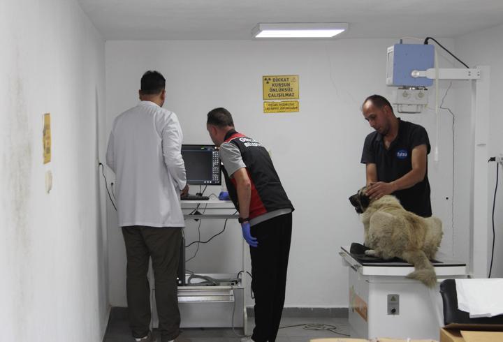 Ciple köpeğin üzerinden geçti; o anlar anlar kamerada (2)