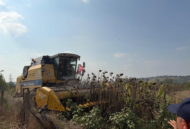 Düziçi’nde ayçiçek hasadı