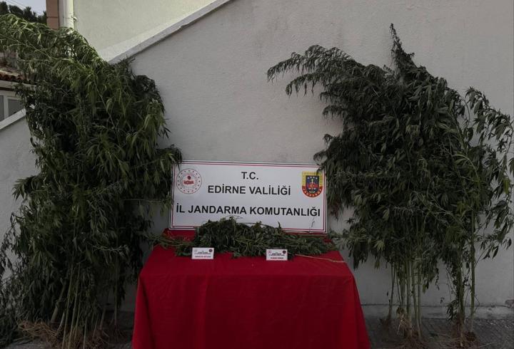 Edirne'de Hint kenevirlerini sularken yakalanan şüpheli gözaltına alındı