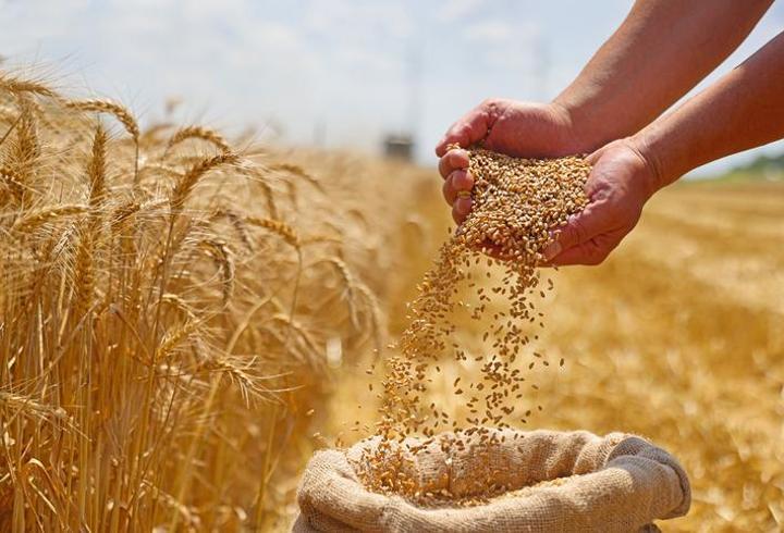 Türkiye'de buğday üretiminde rekor beklentisi! Rekolte 24,5 milyon tona çıkabilir