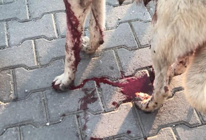 Köpeği yaralayıp, yavrusunu öldüren şüpheliye ev hapsi