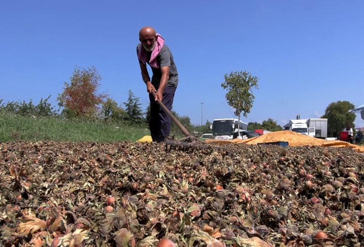Sahil yolu kenarında fındık kurutma mesaisi