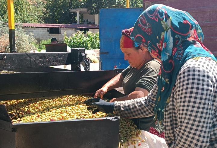 Antep fıstığında ‘kavlatma’ telaşı sürüyor