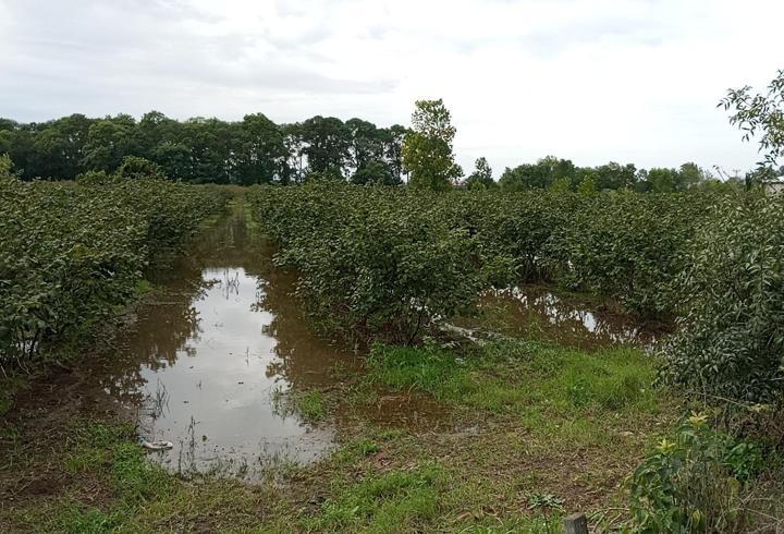 Samsun'da sağanak sonrası tarım arazileri su altında kaldı