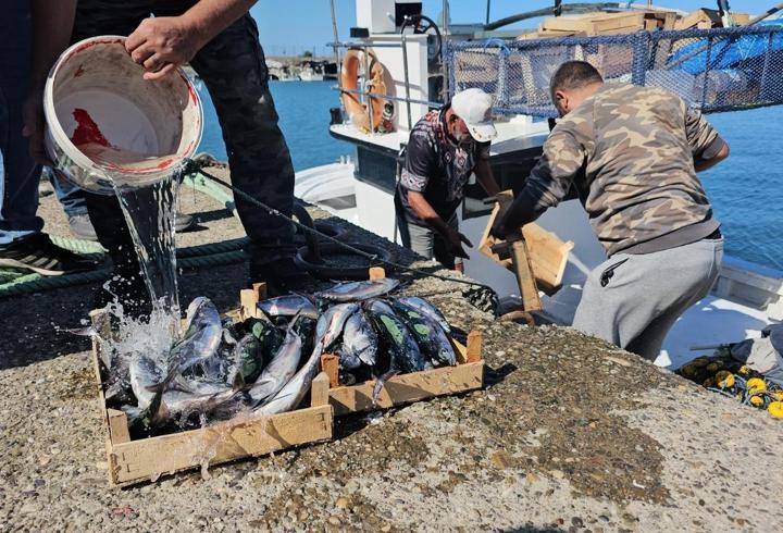 İlk av gününde 50 ton balıkla döndüler