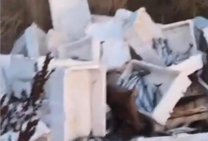 Arnavutköy'de kasalar dolusu bozuk balığı araziye döktü; 40 bin lira para cezası kesildi