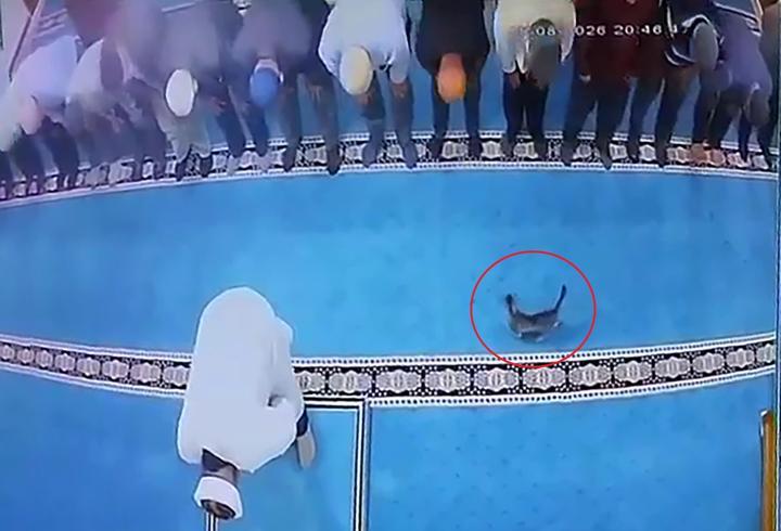 Camide kediye tekme atmıştı: Gözaltına alındı