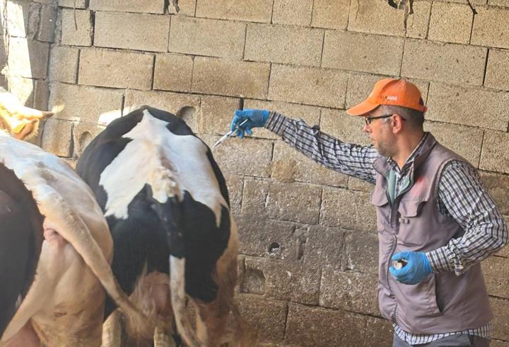 Bor’da şap aşısı seferberliği