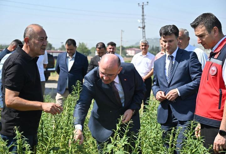 Osmaniye, susam üretiminde Türkiye 8’incisi