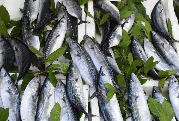 Karadeniz'de palamut bolluğu: Fiyatı 30 liraya kadar düştü