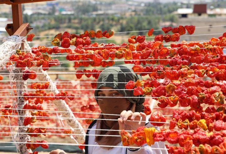 Gaziantep'te yüksek tepelerde kurutmalıklar renk cümbüşü oluşturdu