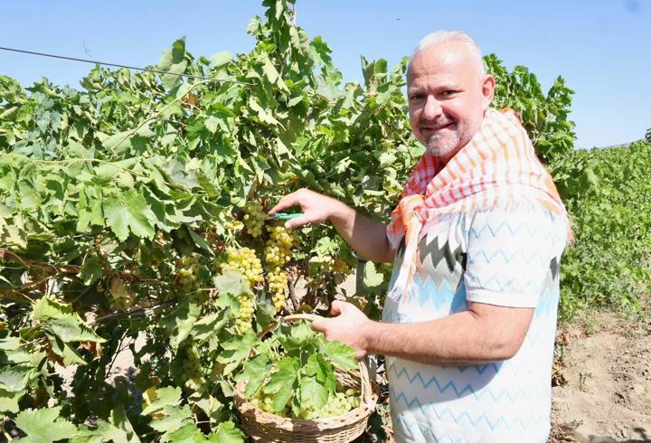 Menemen'de bağ bozumu gerçekleştirildi