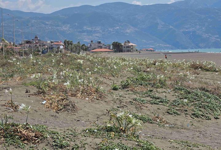 Samandağ sahili kum zambaklarıyla bezendi: Koparmanın cezası 699 bin 245 TL