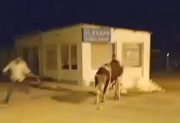 Sahibinin elinden kaçan dana güçlükle yakalandı