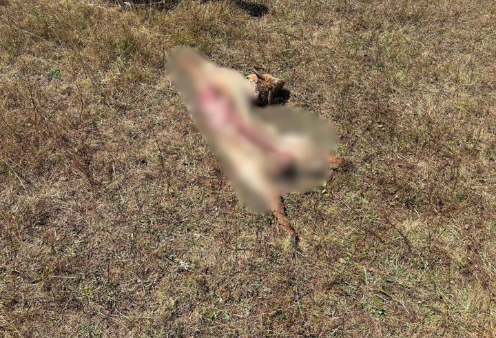 Ordu'da kurt saldırısında 8 koyun öldü