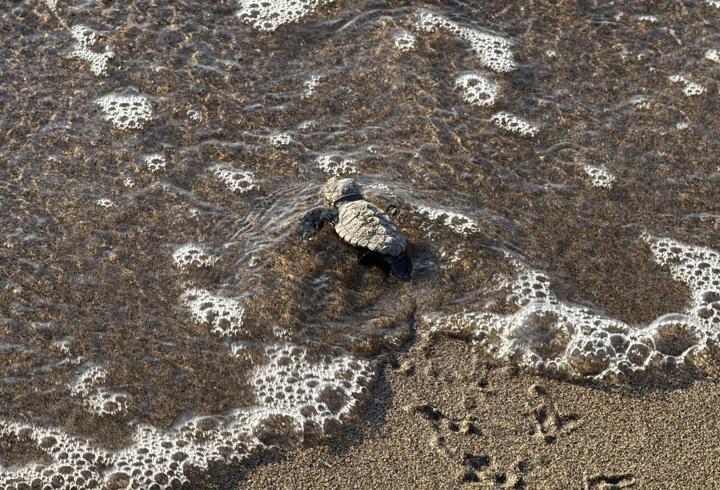 Bodrum'da 62 yavru caretta caretta denizle buluştu
