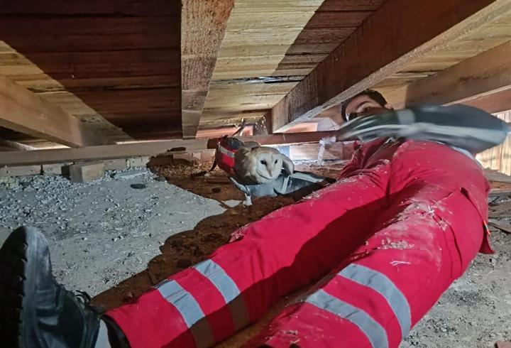 Tavan arasında mahsur kalan baykuş kurtarıldı