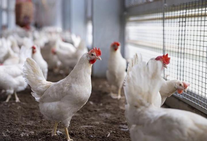 Batı Nil virüsüne karşı tavuklu erken uyarı sistemi