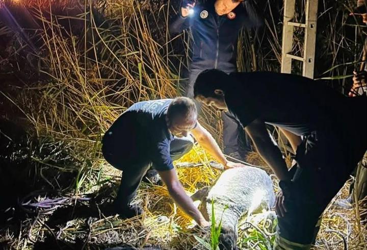 Tekirdağ'da kuyuya düşen koyun kurtarıldı