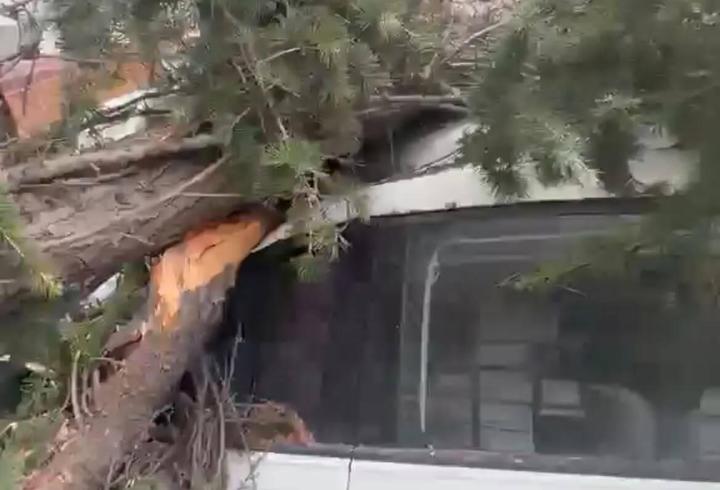 Maltepe’de kesilen ağaç 2 otomobilin üzerine devrildi