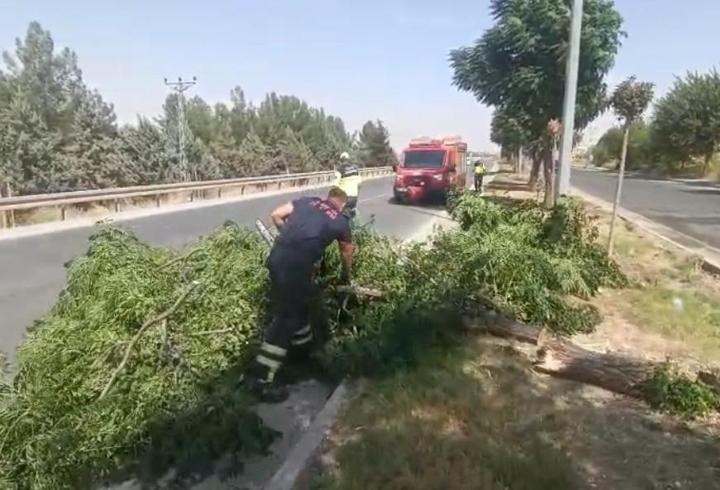 Batman’da kuvvetli rüzgar ağacı yola devirdi