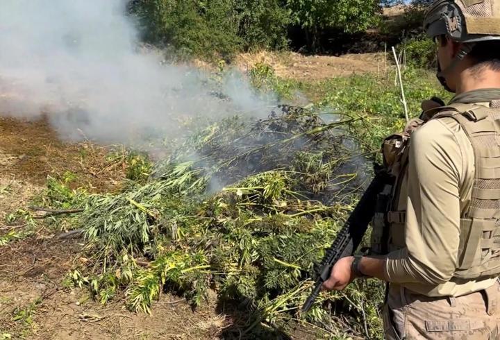 Diyarbakır'da 217 bin 608 kök kenevir ve skunk ele geçirildi