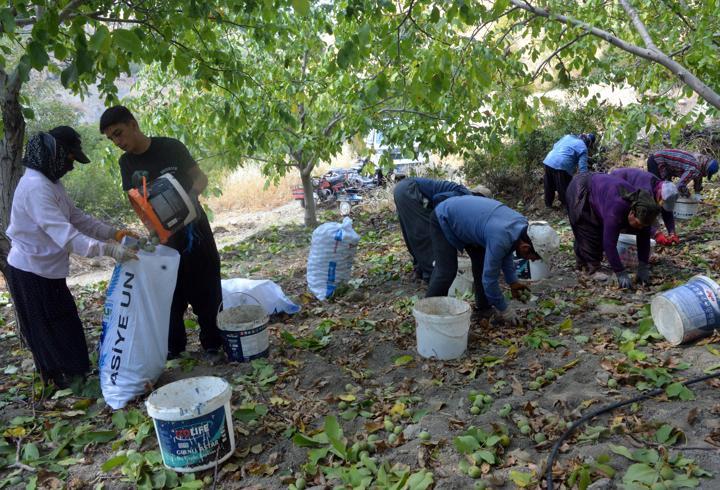 AB tescilli Çağlayancerit cevizinde hasat başladı