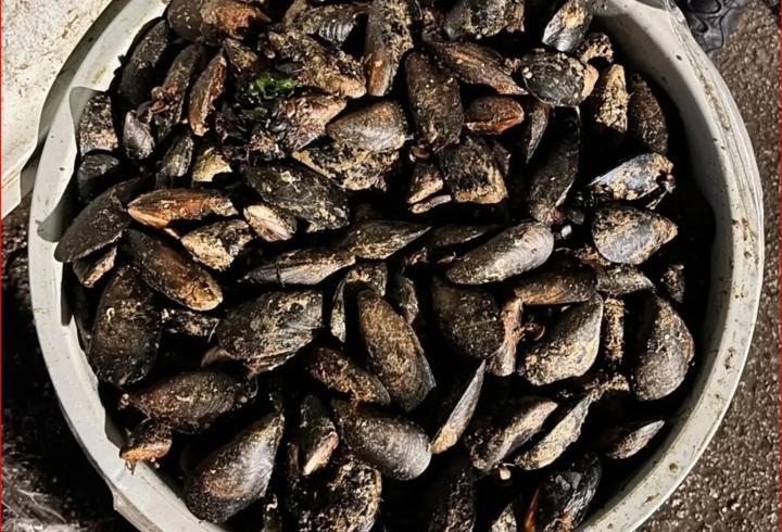 Durdurulan araçta 650 kilo bozuk midye ele geçirildi