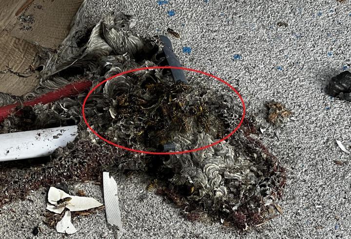 Çatı temizliği sırasında aynı aileden 4 kişiye arılar saldırdı
