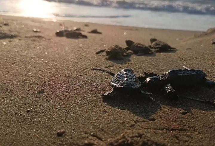 Kuşadası’nda yuvada sıkışan 22 caretta caretta yavrusu denizle buluşturuldu