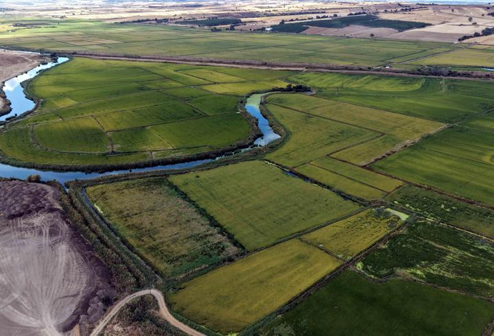 Edirne’de hasadı başlayan ‘beyaz altın’ çeltikte, üretici verimden memnun