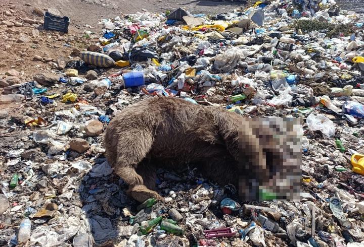Bingöl’de 3 bozayı ölü bulundu