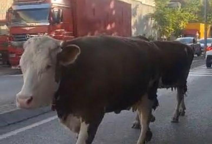 Ataşehir'de caddede başıboş gezen inekler kamerada
