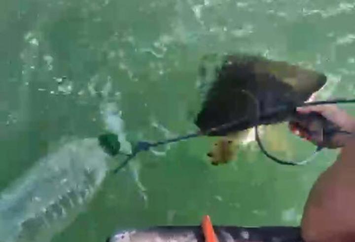 Milas'ta pet şişe bağlanmış caretta carettayı denize açılıp kurtardılar