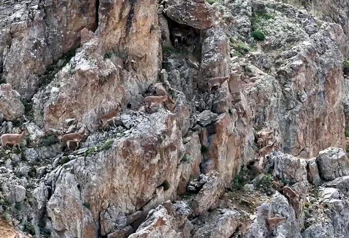 Yaban keçileri Keşiş Dağları'nda sürü halinde görüntülendi