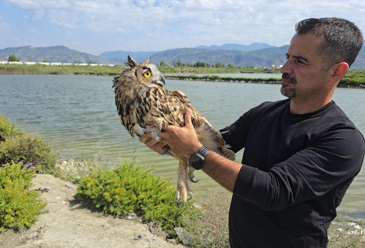 Hatay'da vurulan puhu cinsi baykuş, tedaviye alındı