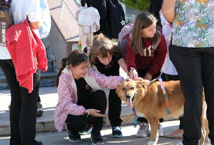 Balıkesir de küçük hayvanseverler, veteriner hekimliği tanıdı