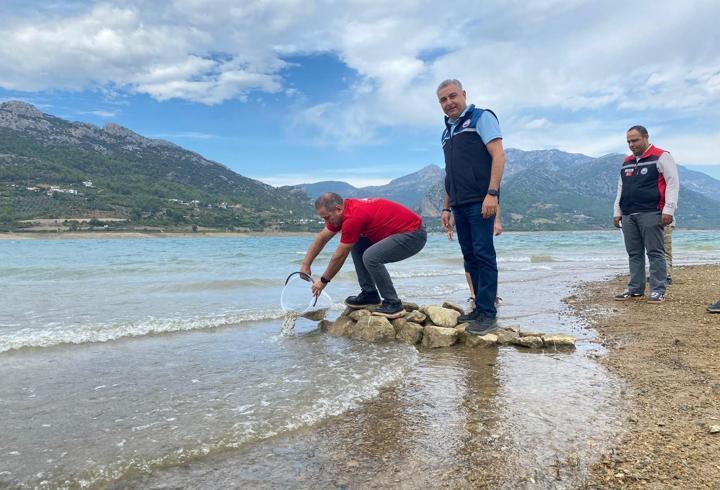 Kozan'da yavru sazanlar su kaynaklarıyla buluşturuldu