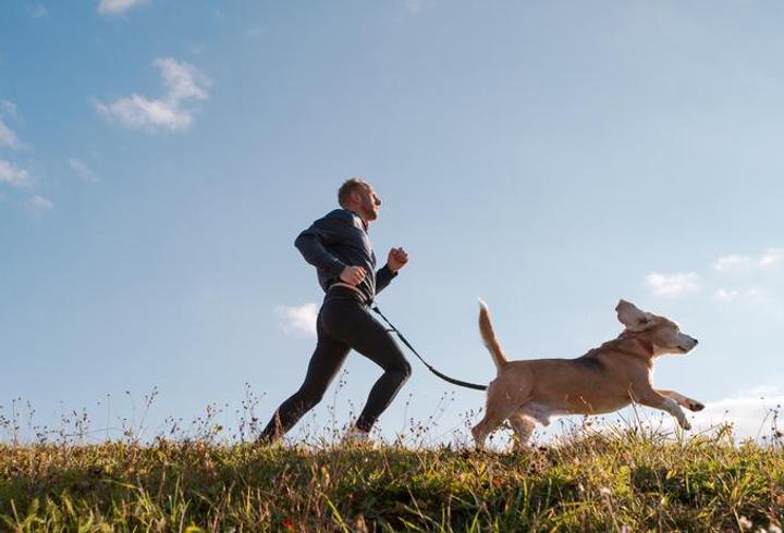 Almanya’da köpek vergisi geliri 429,7 milyon avroya ulaştı