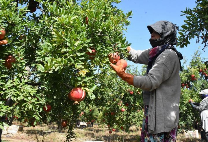 Hicaz narında hasat dönemi başladı